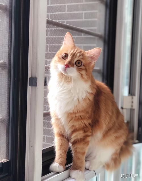 困困狗华伦 困困你自定义的狗华称呼