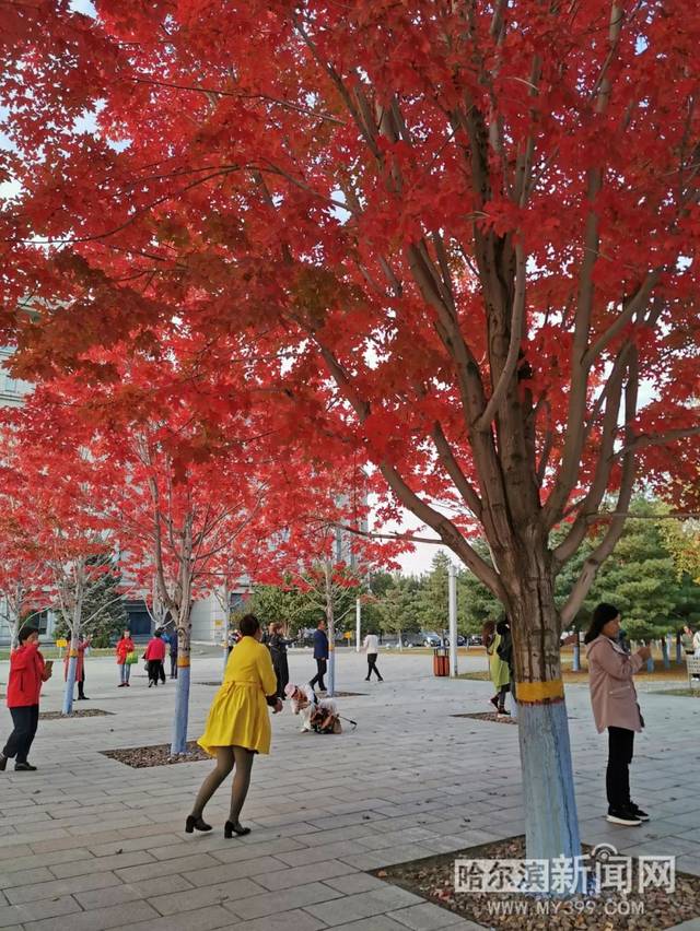 国产精品免费AV片在线观看