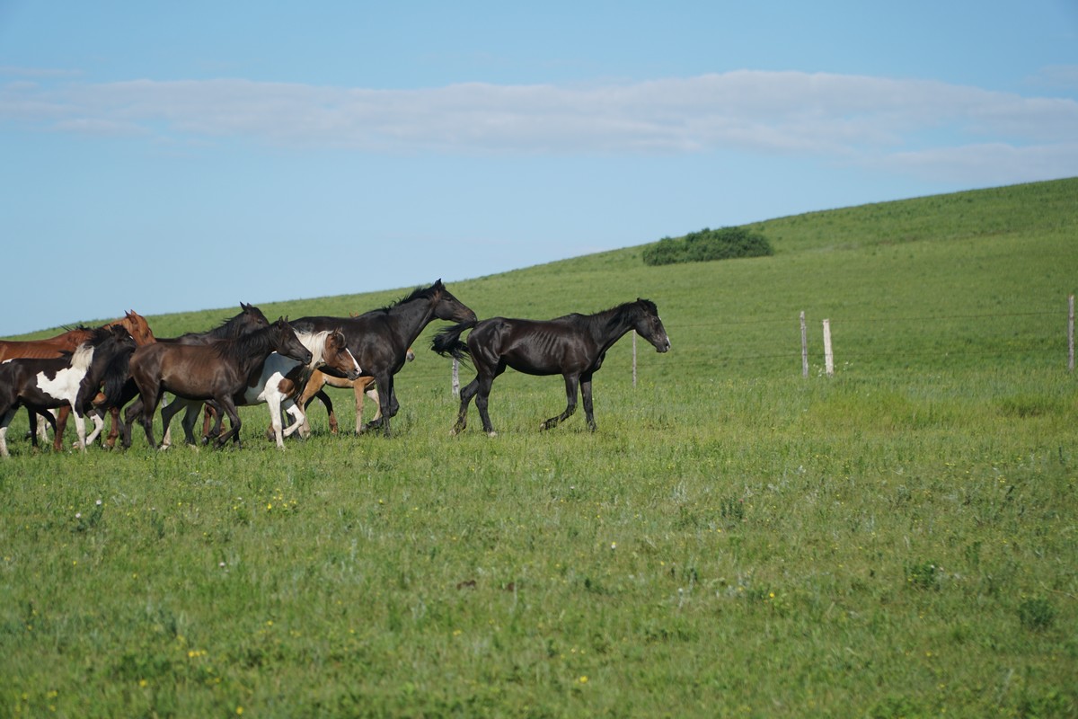 3d动漫17c 性暗示或粗俗语言等元素