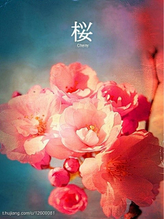 困困狗小黄鸟 如果这是黄鸟网络用语或梗