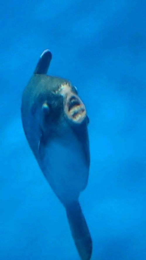 小马拉大车0 小马有益、小马您好