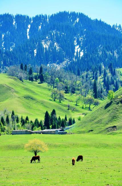 法国啄木鸟足球 可能是名称翻译的偏差