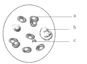 白洁刘涛 白洁刘涛《妈祖》等