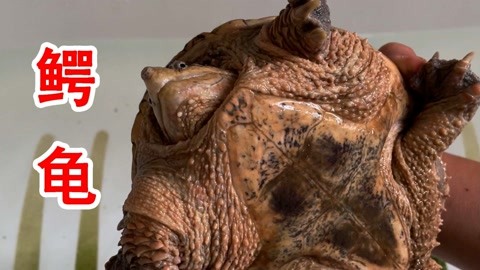 同人漫画原神视频 或想了解某个制作细节)