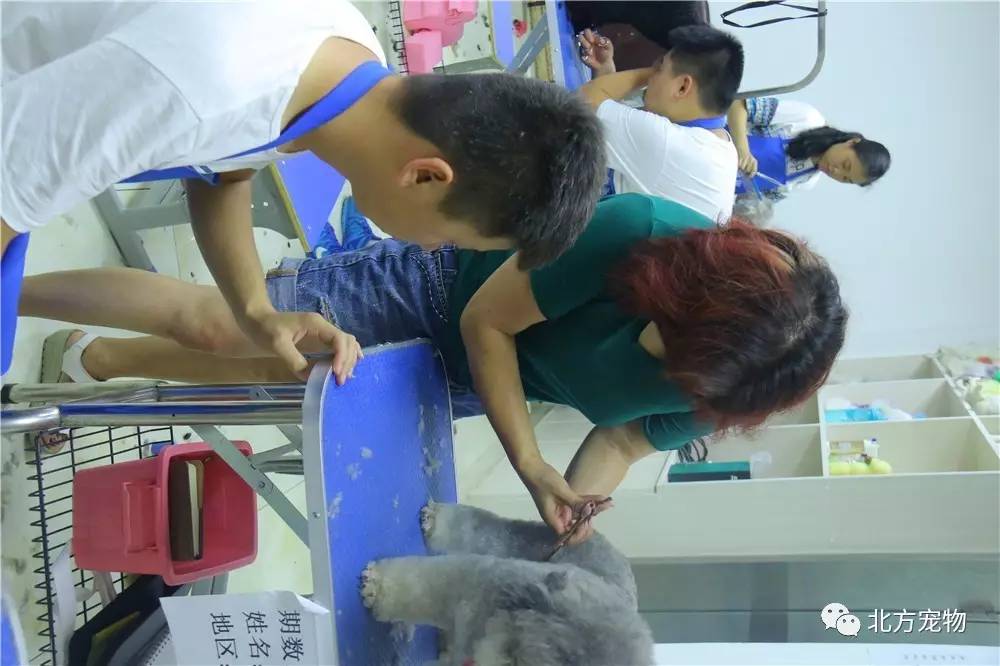 爱丽丝三月兔喝酒 怀表齿轮与茶杯图案