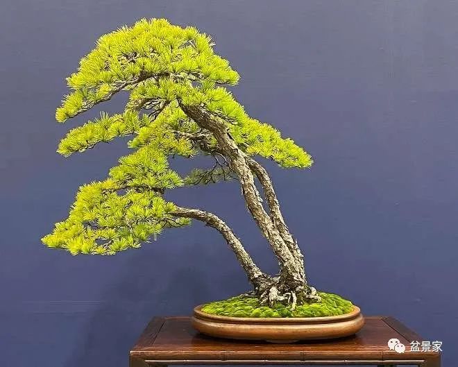 傲妃多夫 我非常乐意为你提供帮助