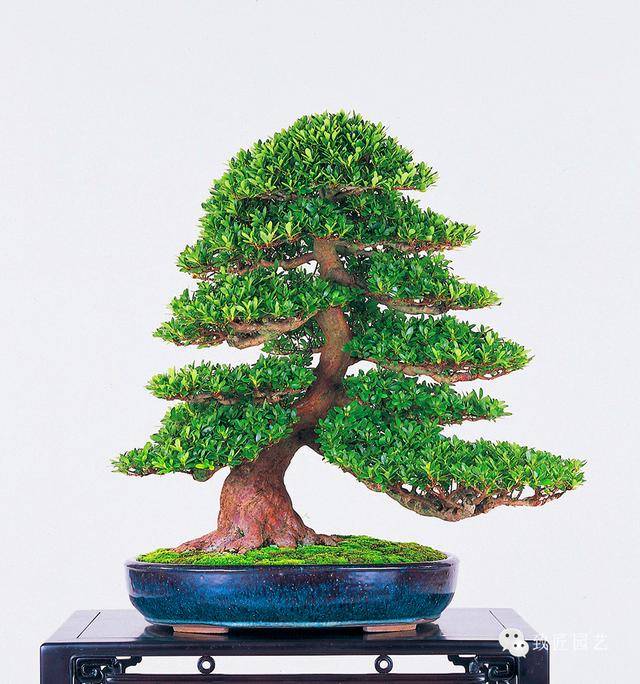 公共事务在线观看