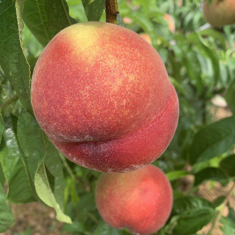 99精品视频观看国产金尊播放