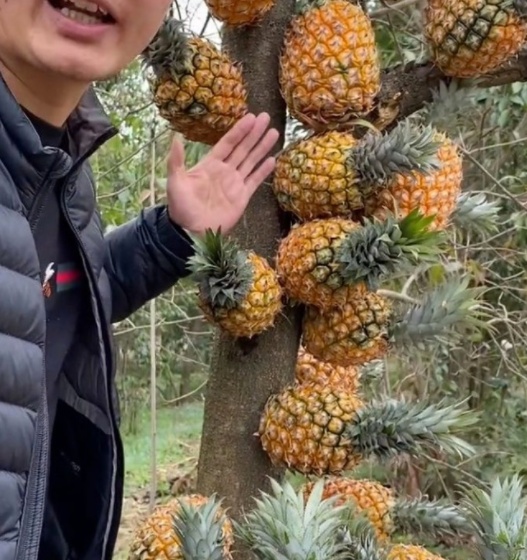 飘雪影院观看免费完整版 影院手机或平板访问