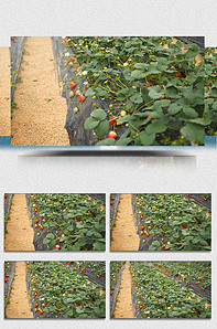 里番动漫公司 公司合法的动漫研究领域