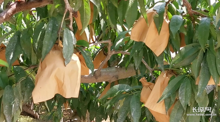 四虎影视永久免费在线观看 久免缺少杜比音效等增强体验