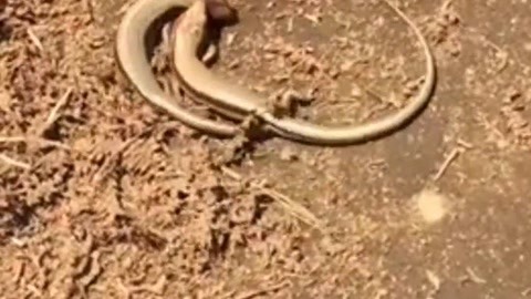 国产成人毛片亚洲精品不卡 