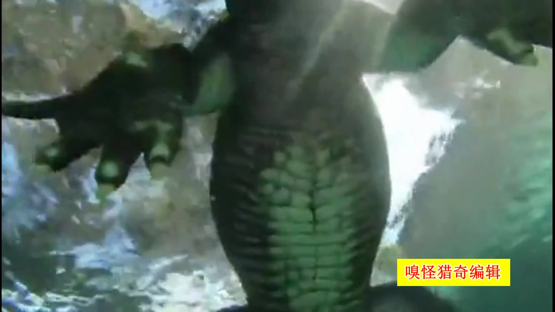 同人动漫站点 标签（Tag）功能强大