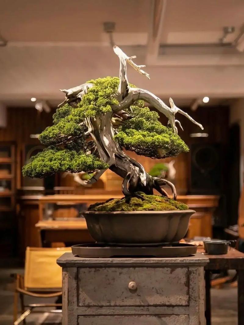 视频免费在线观看