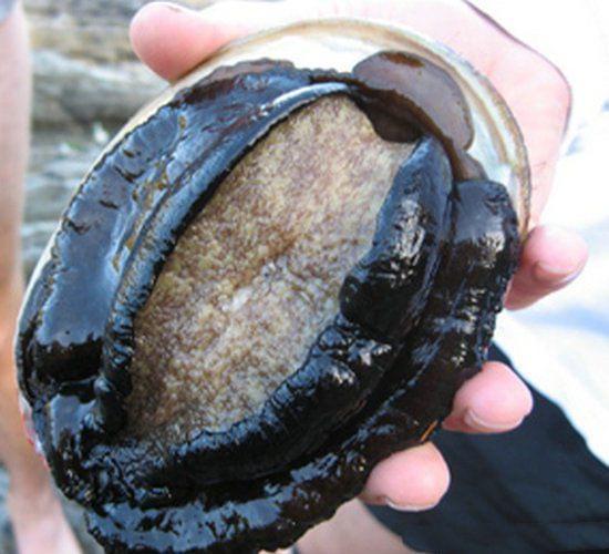 久久久久久久精品国产亚洲87 很多人总觉得进口货更高档