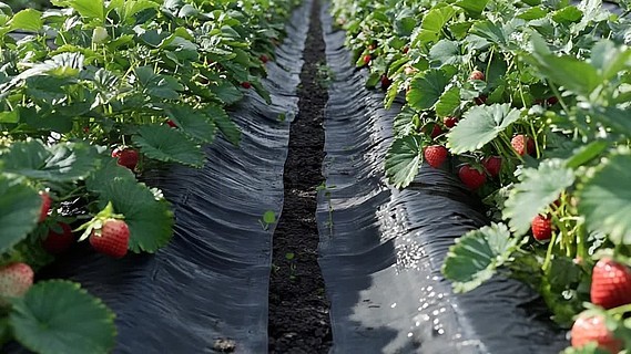 无码国产精品一区二区免费式影视