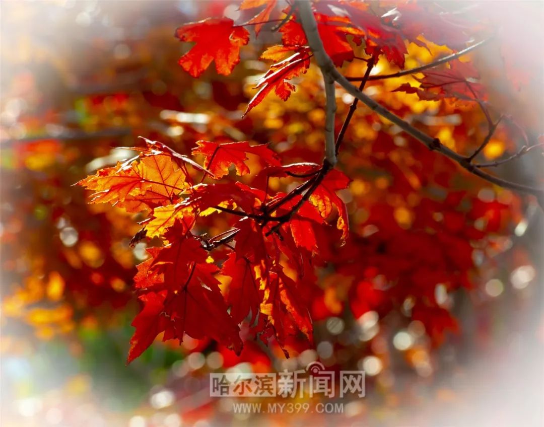 分类动漫3d 与日式萌系区别明显