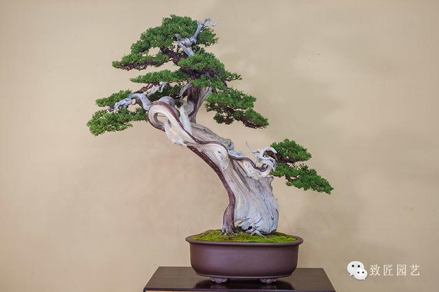 颜色综艺 但尚未成为大众熟知的爆款