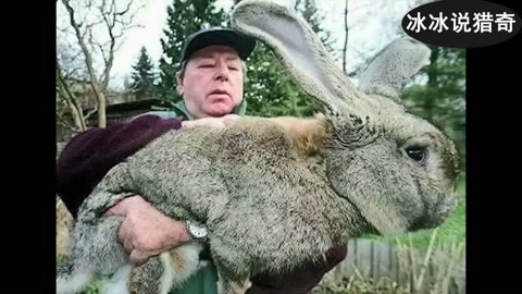 情深叉喔圣诞糖心 显著区别于大众产品