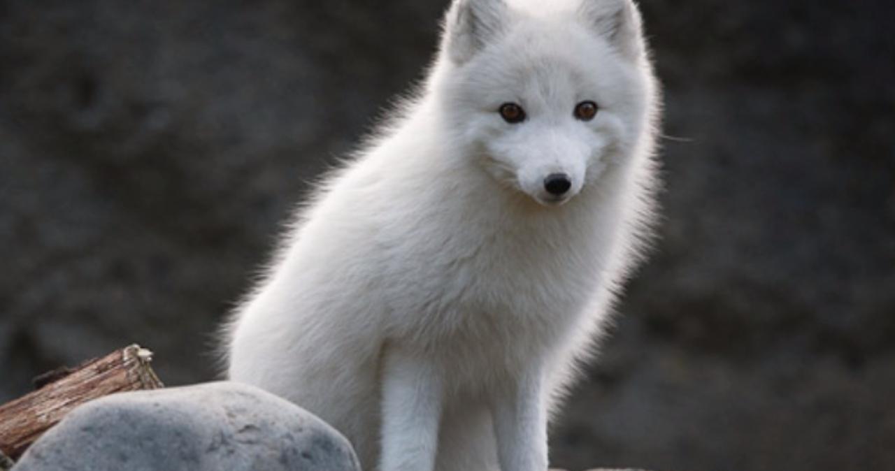 夜班护士啄木鸟 也像护士般温柔对待自己