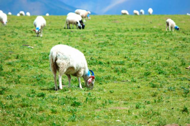 乌托邦传媒在线播放