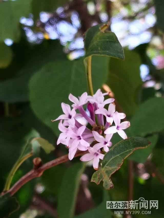 啄木鸟夜班护士 保障患者24小时的班护安全