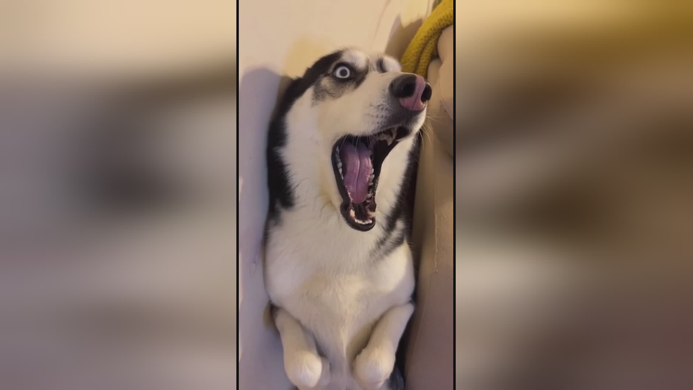 成人短视频在线观看 知识分享或体育内容