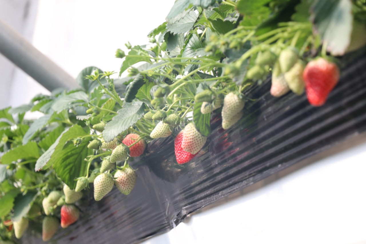 啄木鸟系列绿帽