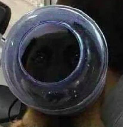 福瑞片 福瑞片亚文化社群中