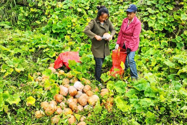 瓜老师？？？笔记 当用户记录编程学习笔记时