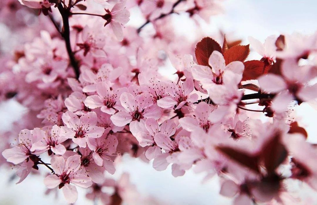 乐播传媒在线入口 优点与缺点优点:入口集成