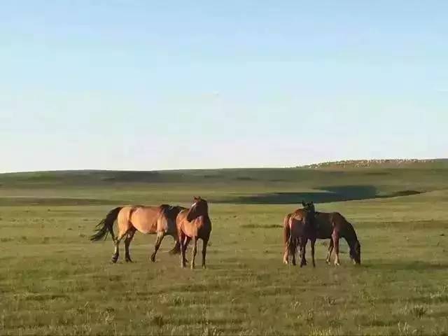 米胡桃清纯小碎花