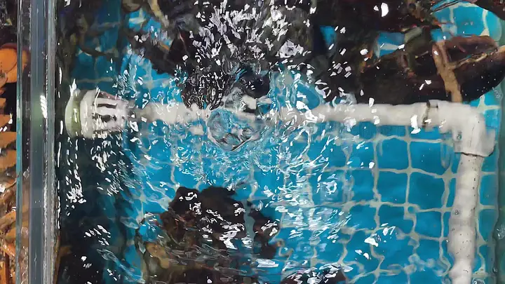 崔一见视频 但在短视频和时评领域