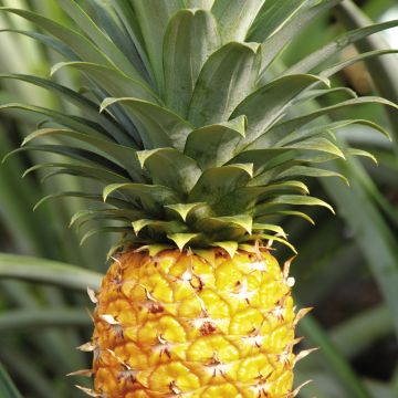 91精品夜夜夜一区二区