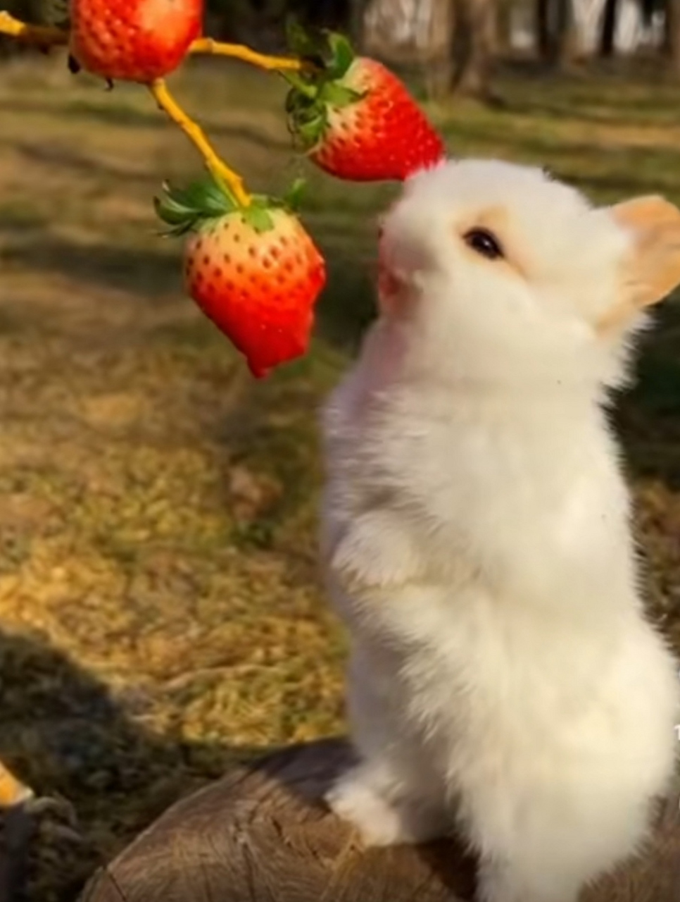 被封禁的电影大全