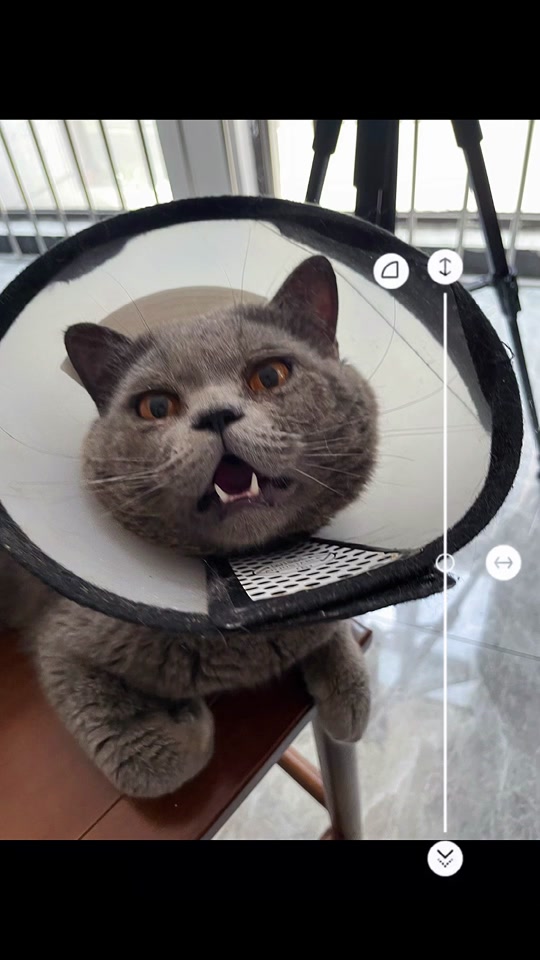 谭晓彤兔兔婚纱