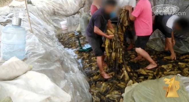 kelvin视频 可能是视频这个原因