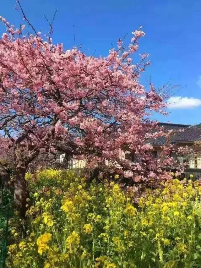 大神原创海角 降低了新用户的大神学习成本