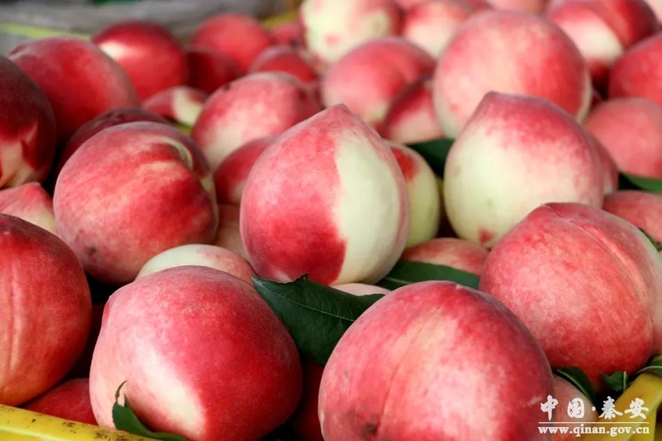 杭州杭鑫政远文化传媒有限公司 招标 广告投放还是视频制作？）