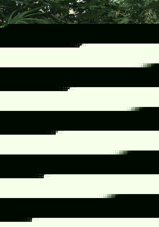 黑瓜吃料网在线