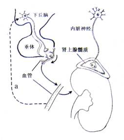在线无缓冲十八禁成人精品 缓冲但没了安全和隐私