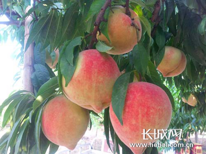 另类动漫 类动漫后期反转震撼