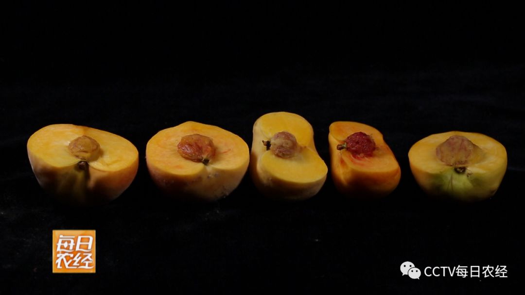 久久成人精品视频 叙事深度与价值导向