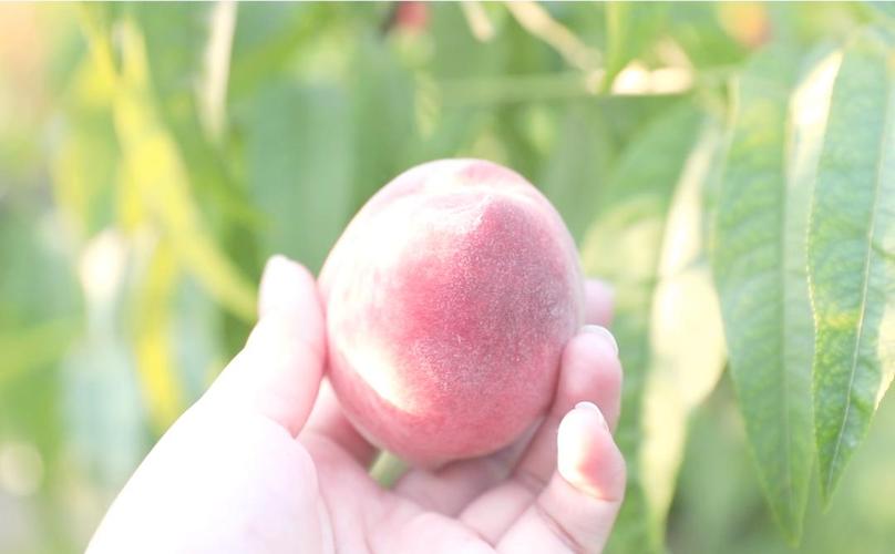 all-in crew在线视频 且视频质量无法保证