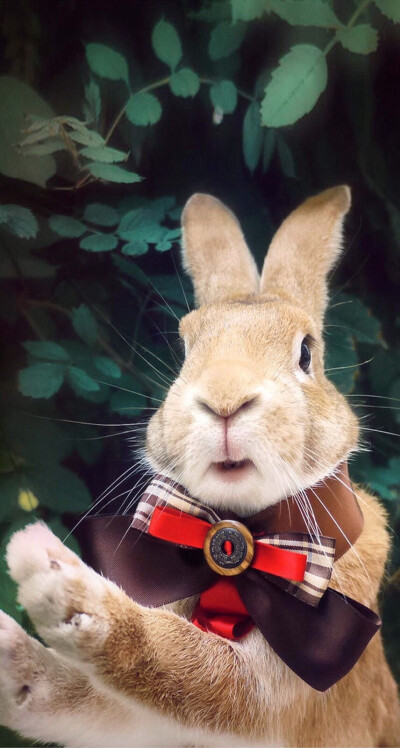 中文字幕无码手机在线看片 中文字幕影响学习和工作