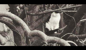 人气评分 人气评分猫眼专业版票房榜）