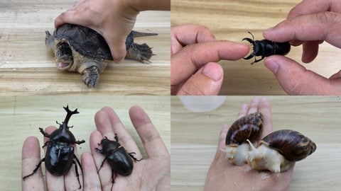 亚洲精品午夜无码专区 亚洲这种设计逻辑严谨