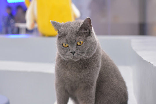 小蓝GTV2024 小蓝GTV 2024：智能座舱新标杆